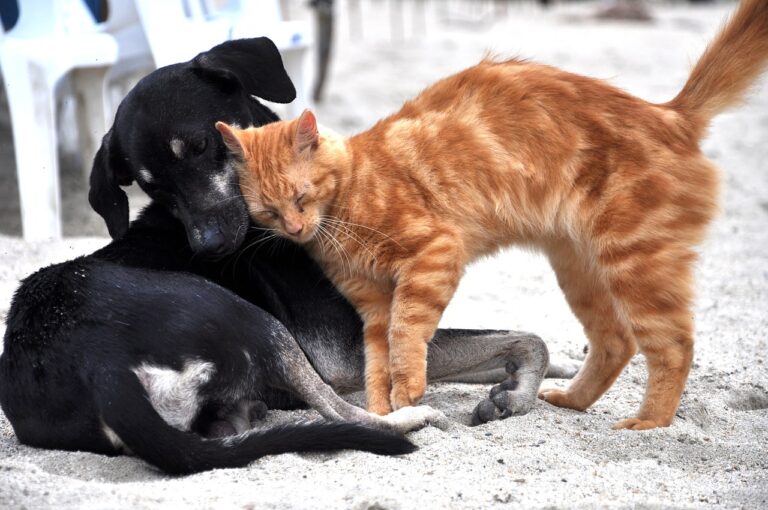 dog, cat, animals-3438453.jpg