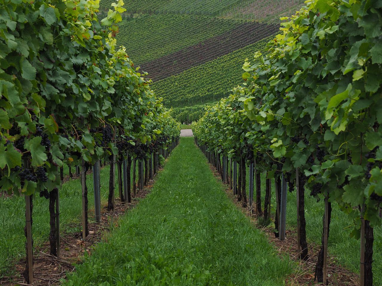 vineyard, grapevines, vitis-694178.jpg